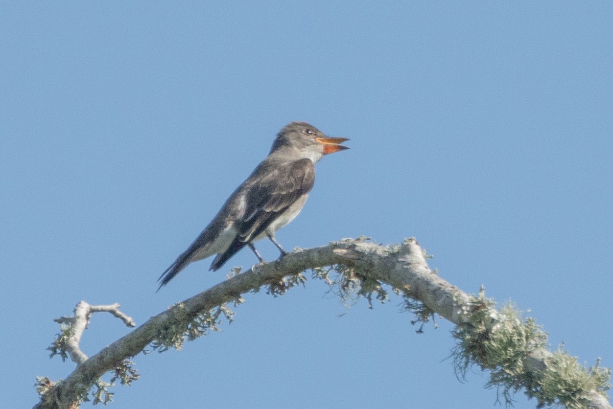 Olive-sided Flycatcher - ML642359819