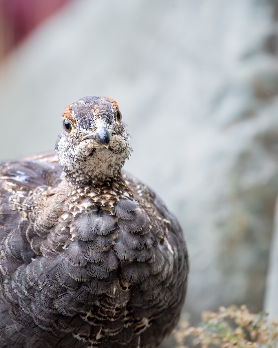 Sooty Grouse - ML642359820