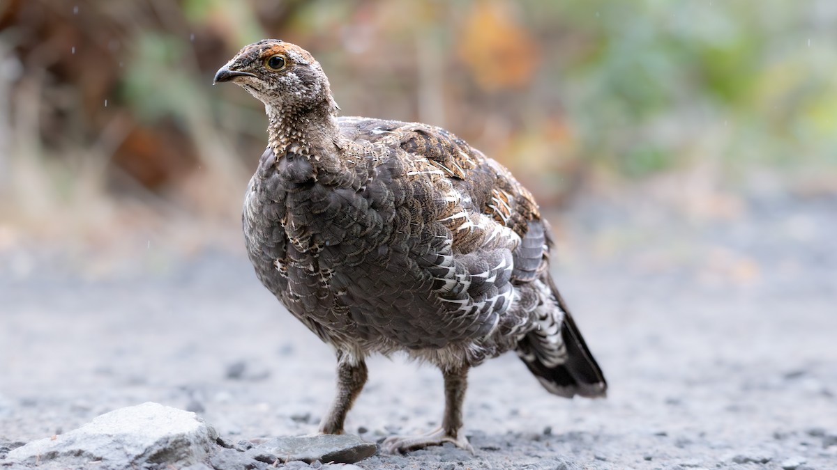 Sooty Grouse - ML642359821