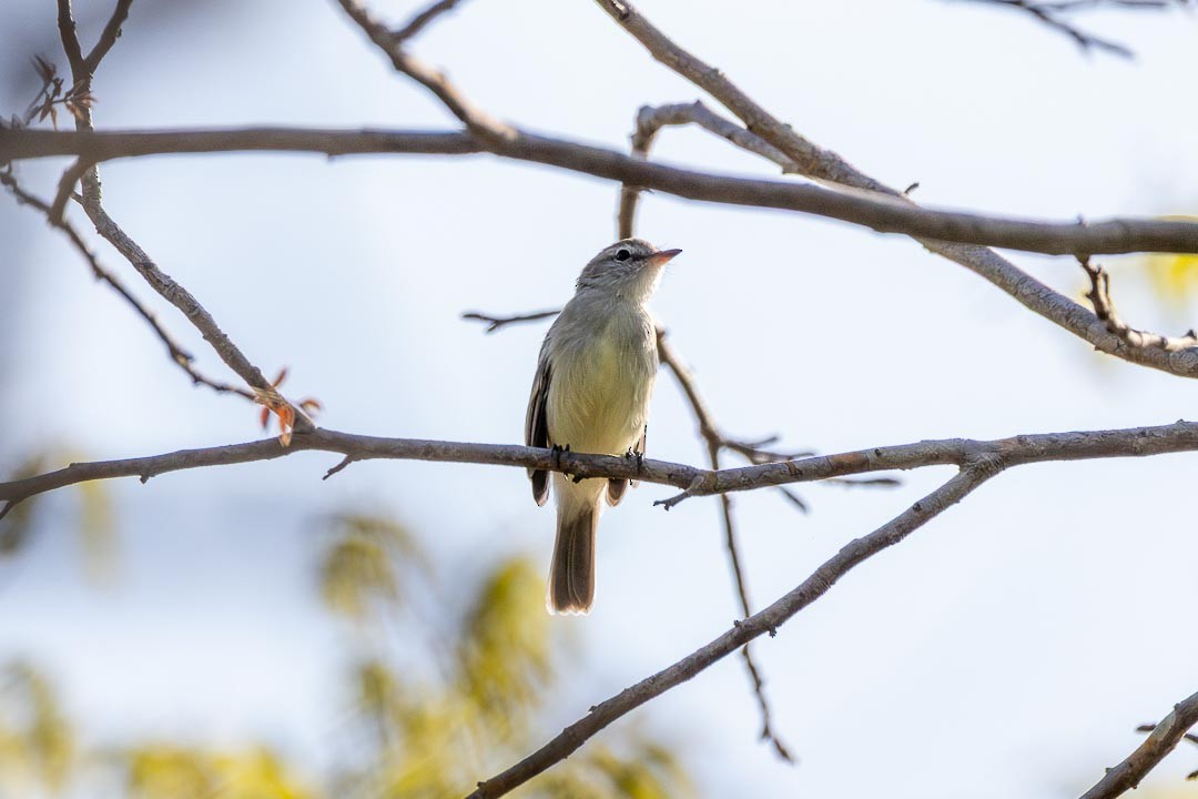 Mouse-colored Tyrannulet - ML642359842