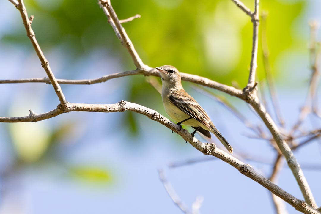 Mouse-colored Tyrannulet - ML642359843