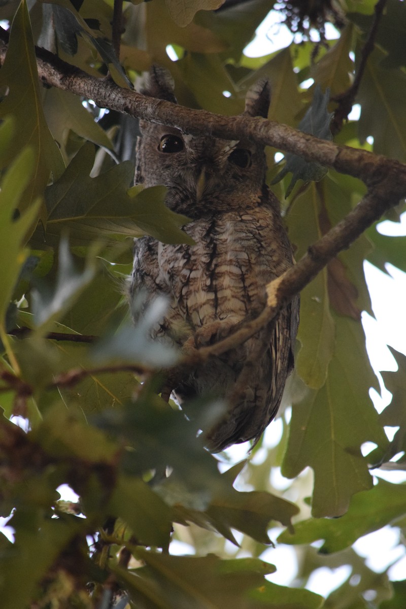 Eastern Screech-Owl - ML642359850