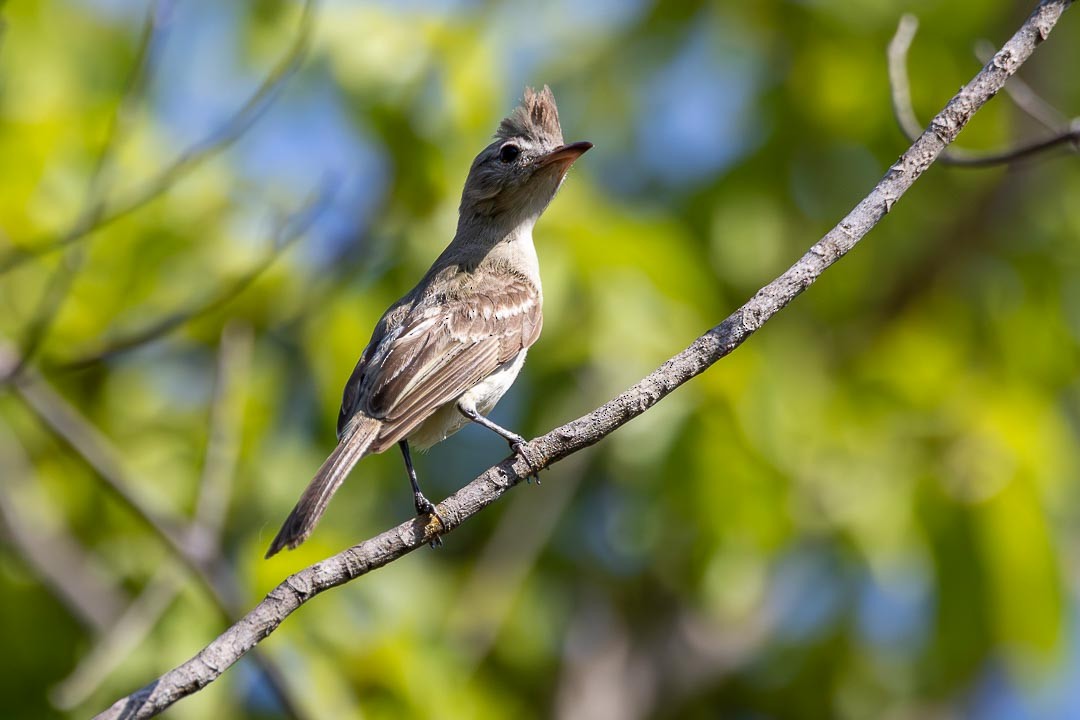 Plain-crested Elaenia - ML642359853