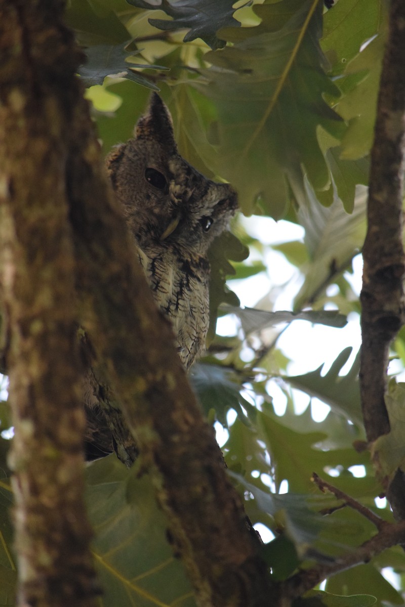 Eastern Screech-Owl - ML642359854