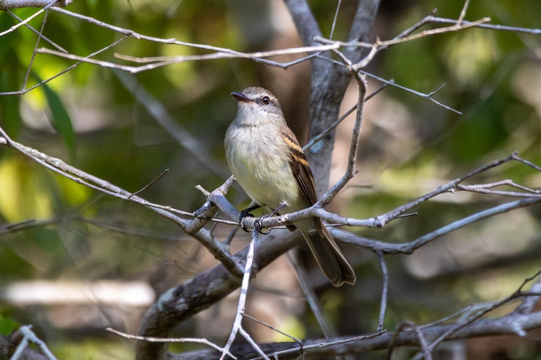 Fuscous Flycatcher - ML642359861