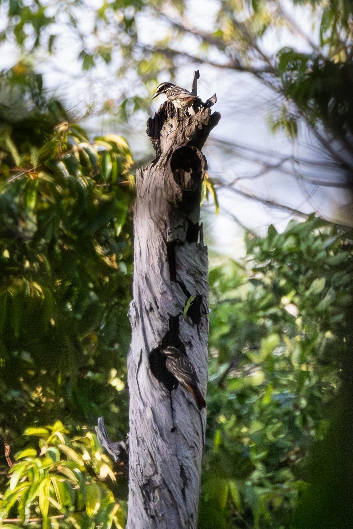 Streaked Flycatcher - ML642359870