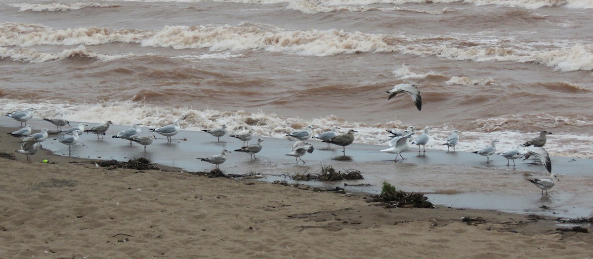 American Herring Gull - ML642359876