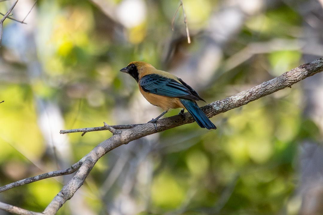 Burnished-buff Tanager - ML642359878