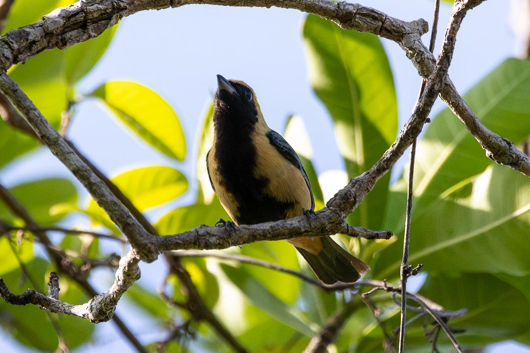 Burnished-buff Tanager - ML642359879