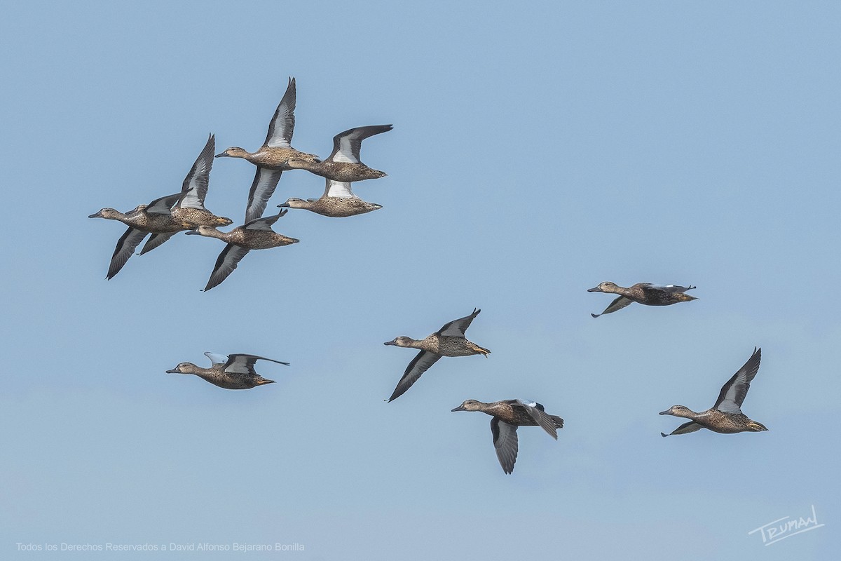 Blue-winged Teal - ML642359890