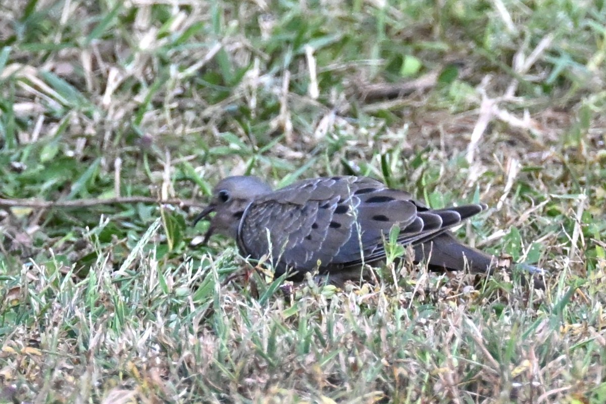 Mourning Dove - ML642359914