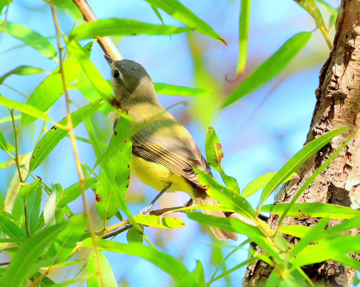 Philadelphia Vireo - ML642359949
