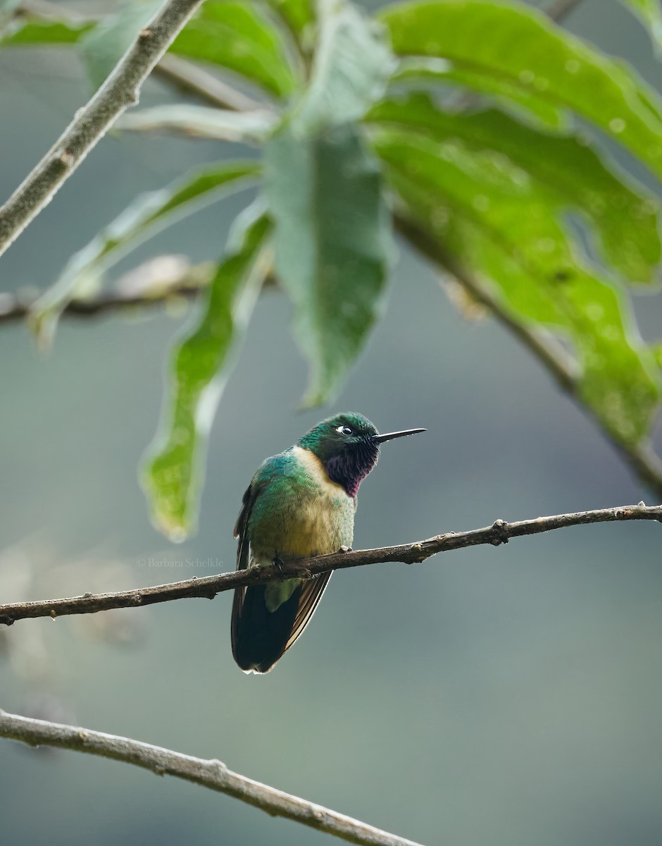 Amethyst-throated Sunangel - ML642359970