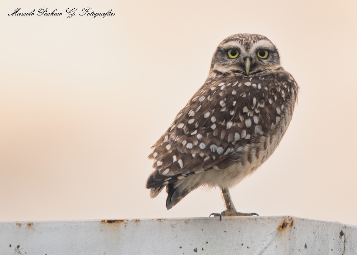Burrowing Owl - ML642359972