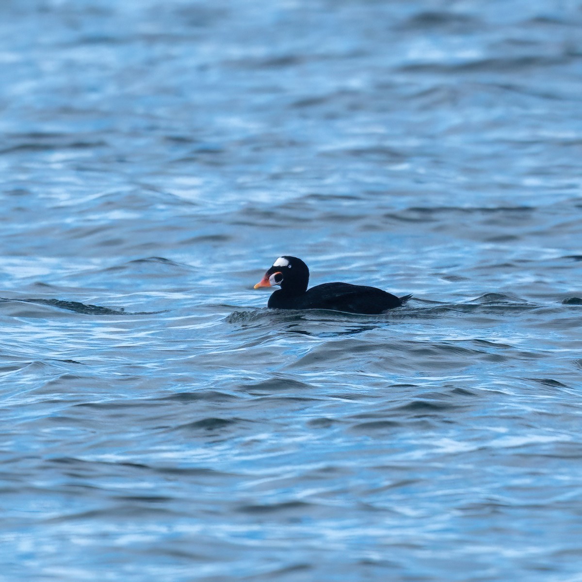 Surf Scoter - ML642359976