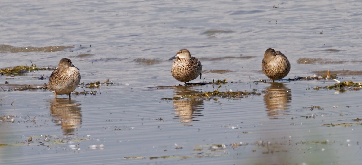 Blue-winged Teal - ML642359987