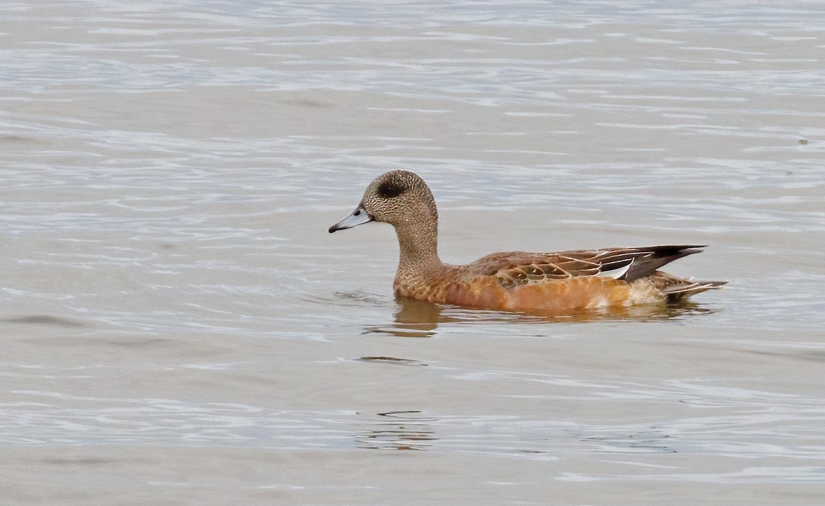 American Wigeon - ML642359998