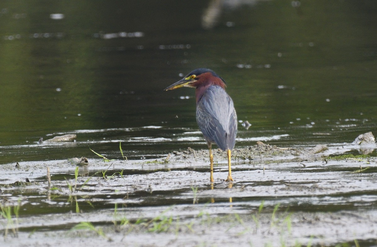 Green Heron - ML642360015