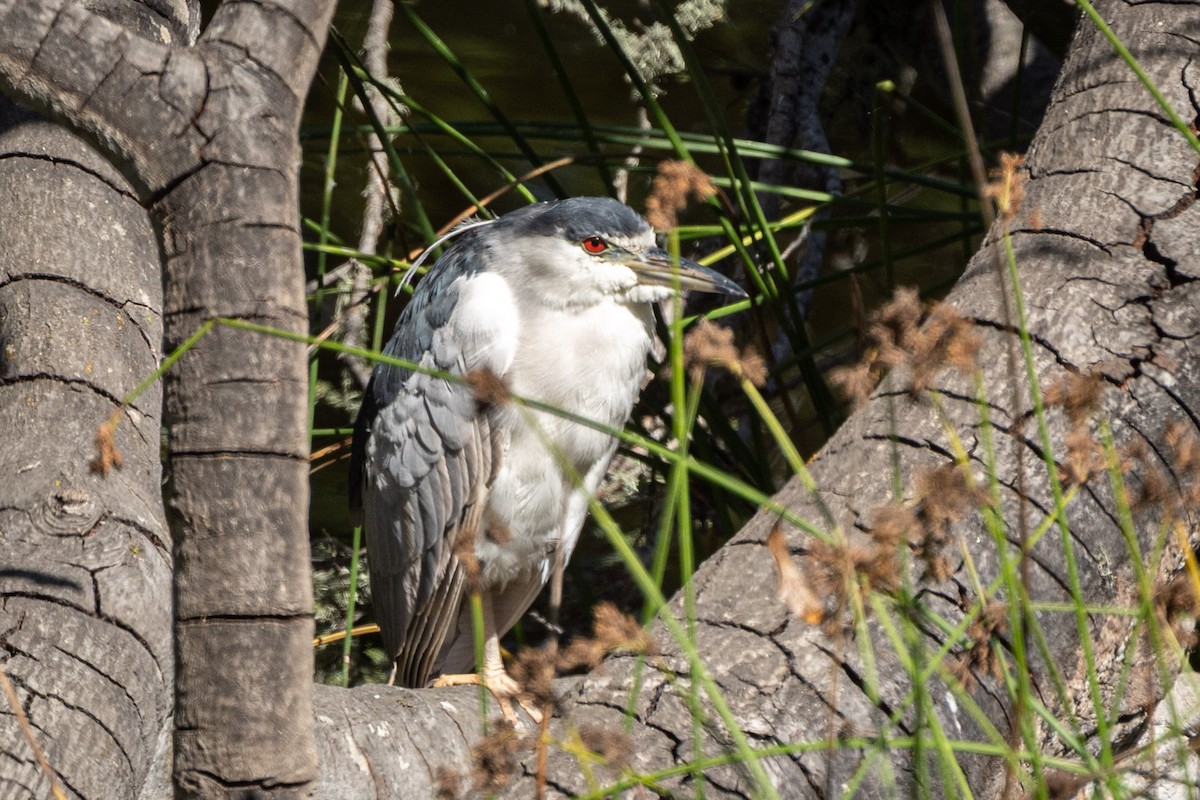 Black-crowned Night Heron - ML642360031