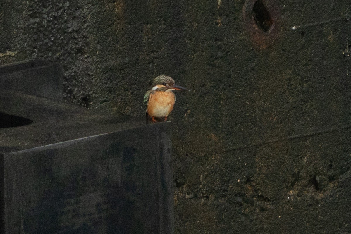 Зимородок - ML642360032