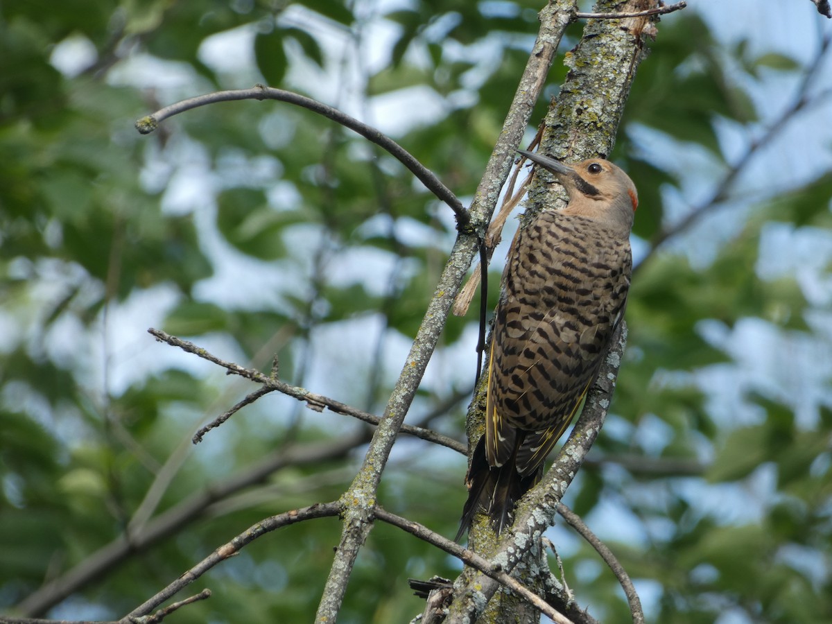 Northern Flicker - ML642360039