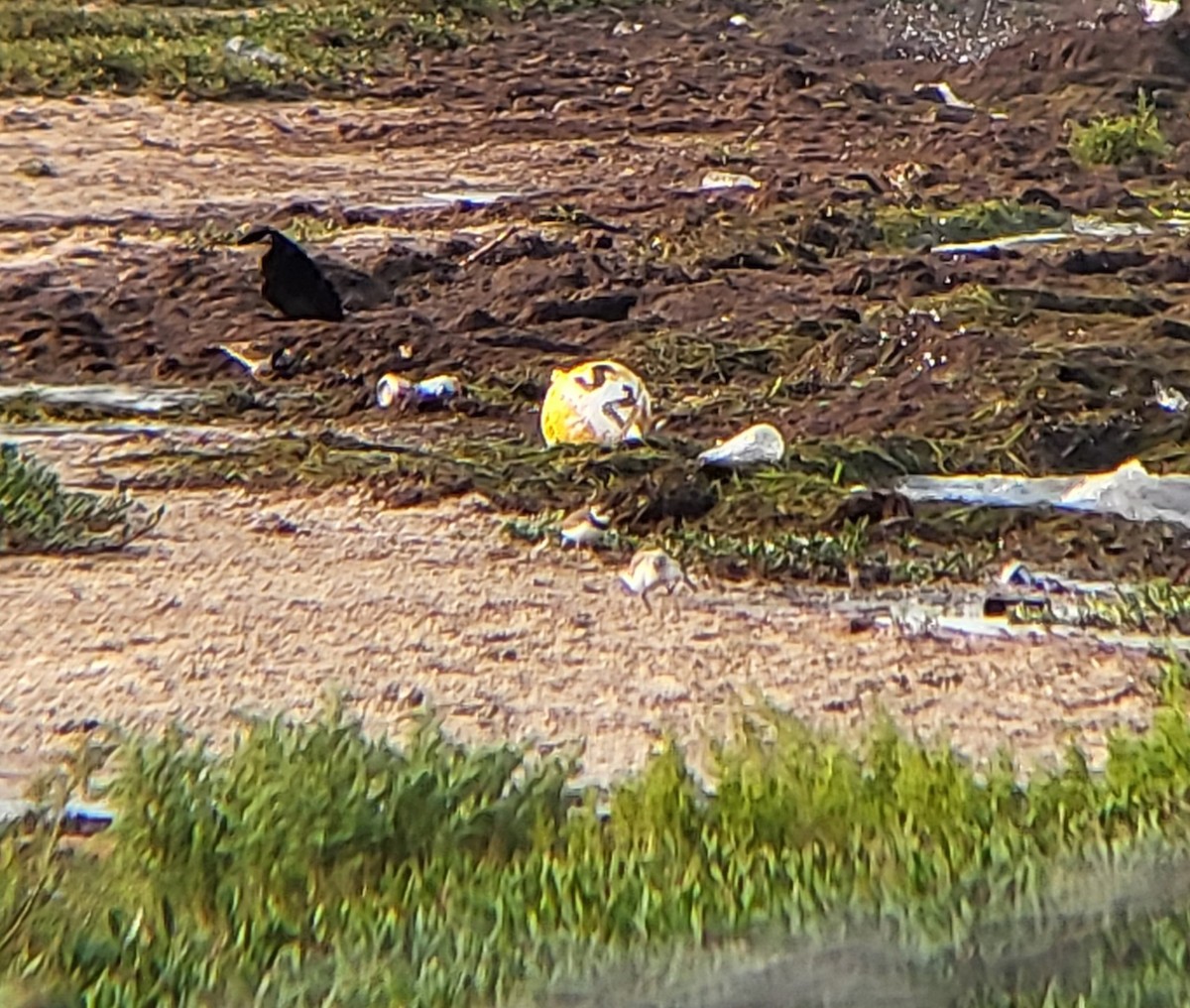 Semipalmated Plover - ML642360041
