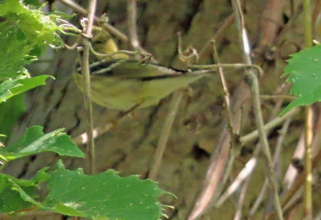 Blackpoll Warbler - ML642360042