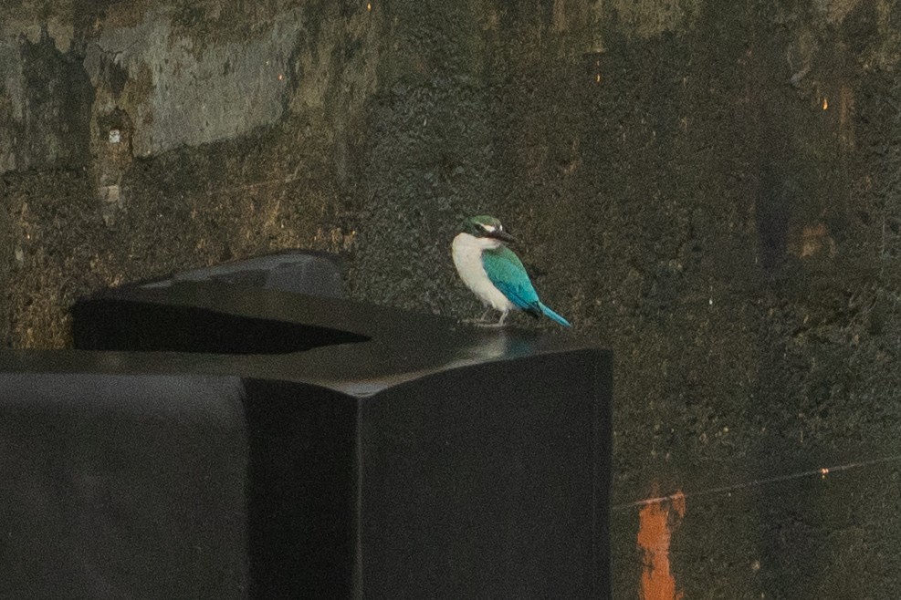 Воротничковая альциона - ML642360050