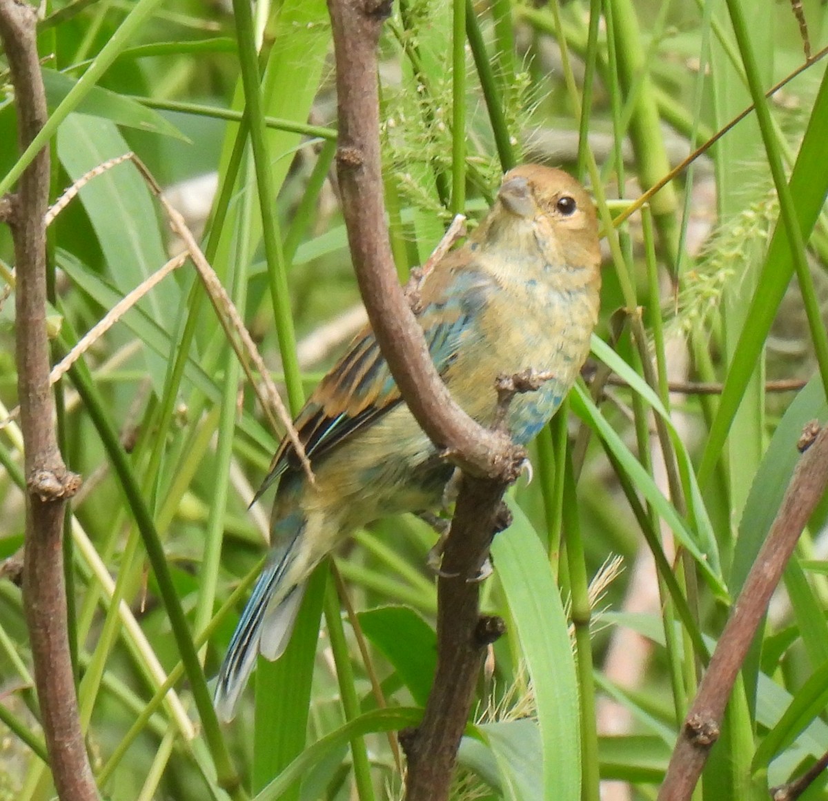 Indigo Bunting - ML642360064