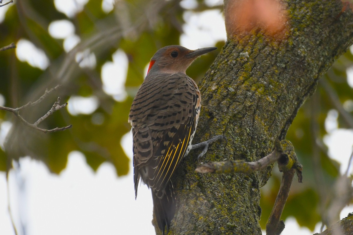 Northern Flicker - ML642360103