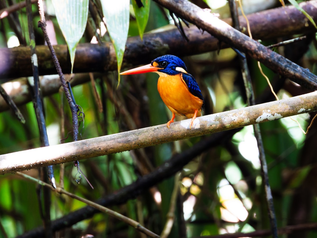 Moluccan Dwarf-Kingfisher (North Moluccan) - ML642360122