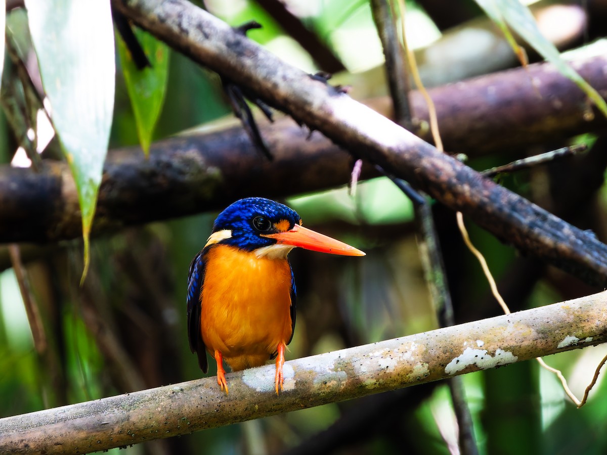 Moluccan Dwarf-Kingfisher (North Moluccan) - ML642360123