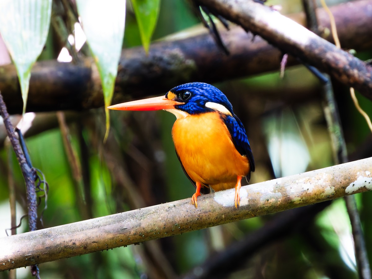 Moluccan Dwarf-Kingfisher (North Moluccan) - ML642360124