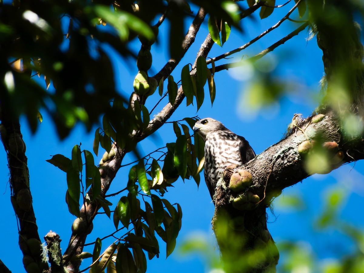 Variable Goshawk (Variable) - ML642360125