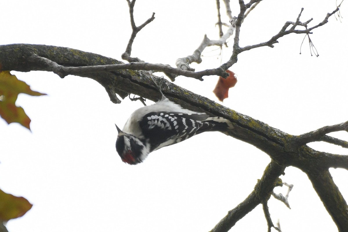Downy Woodpecker - ML642360135
