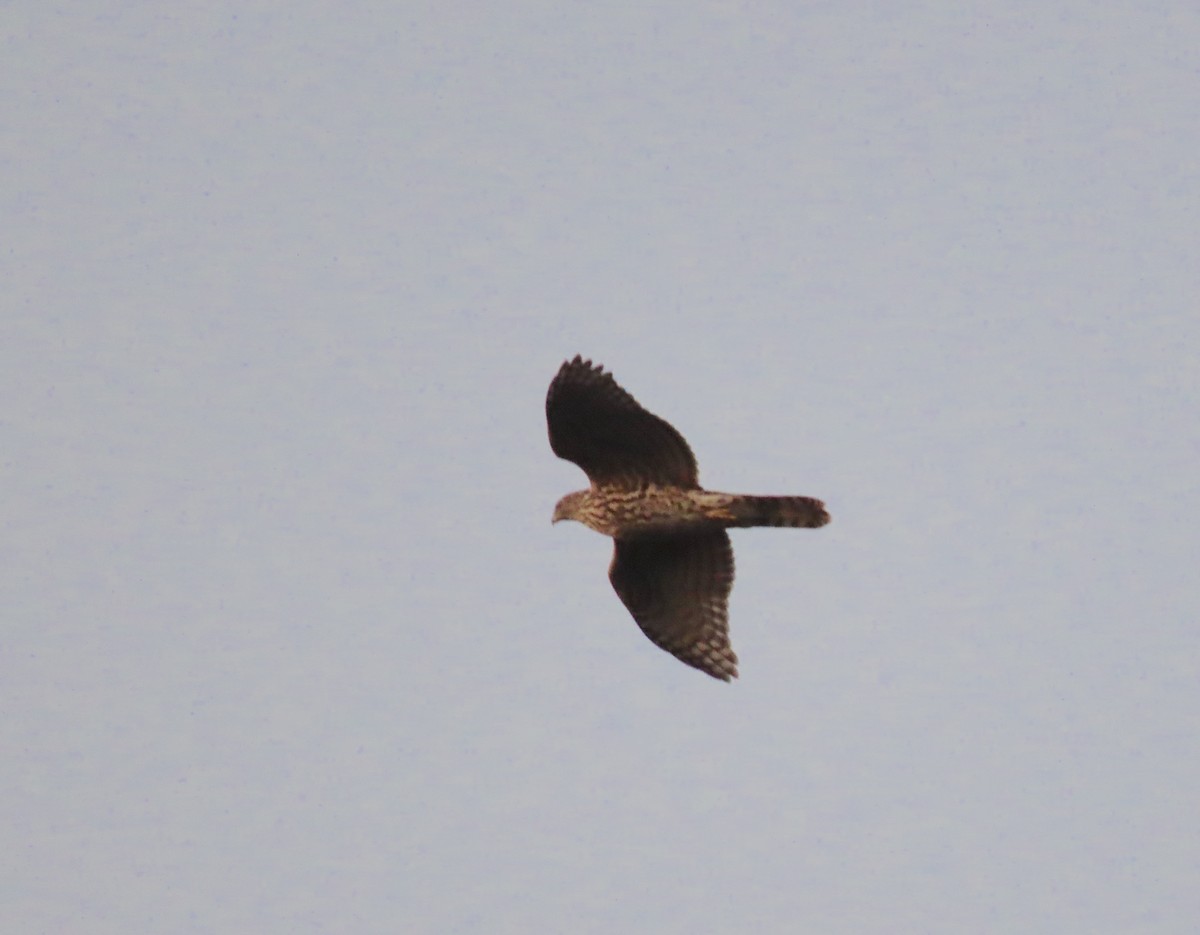 American Goshawk - ML642360159