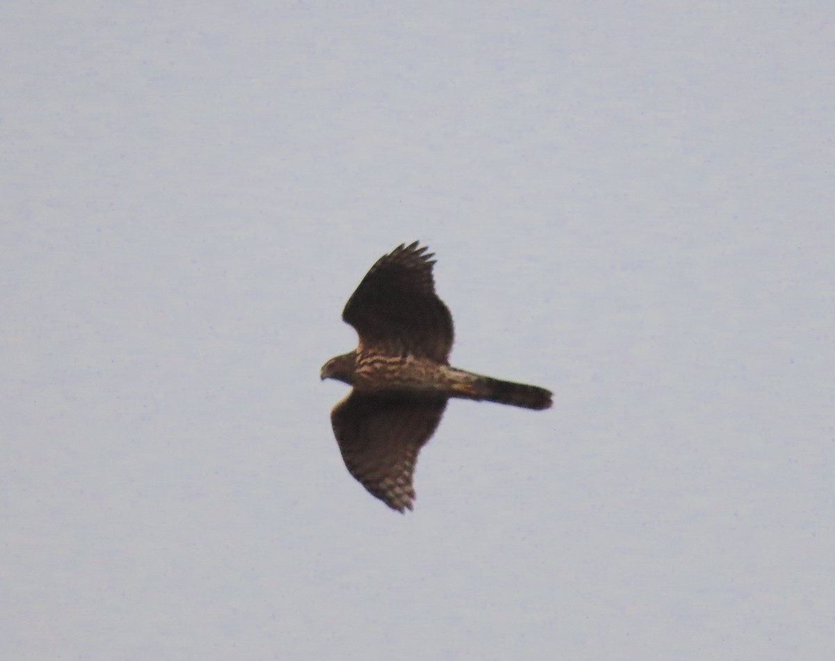 American Goshawk - ML642360161