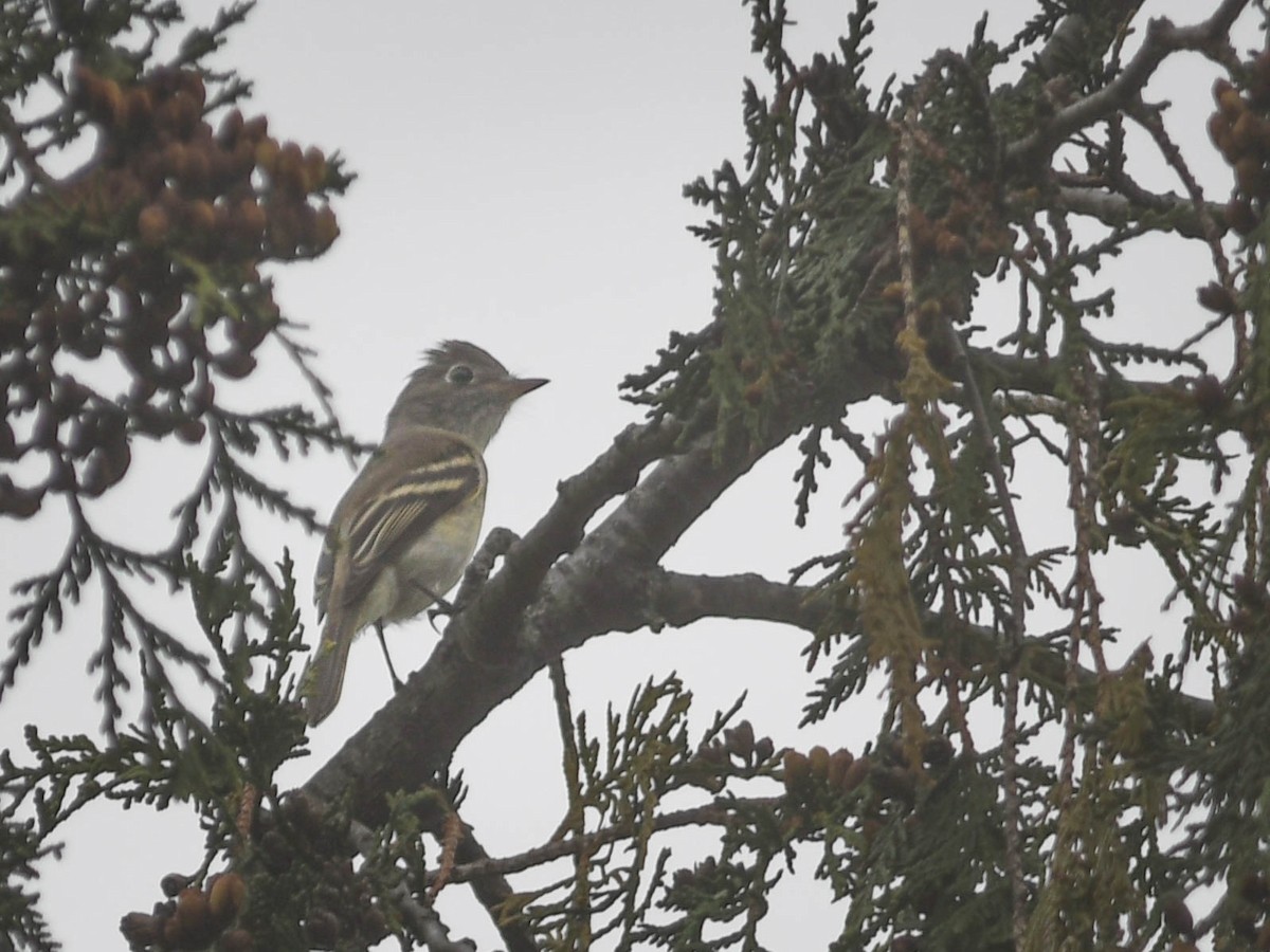 new world flycatcher sp. - ML642360162
