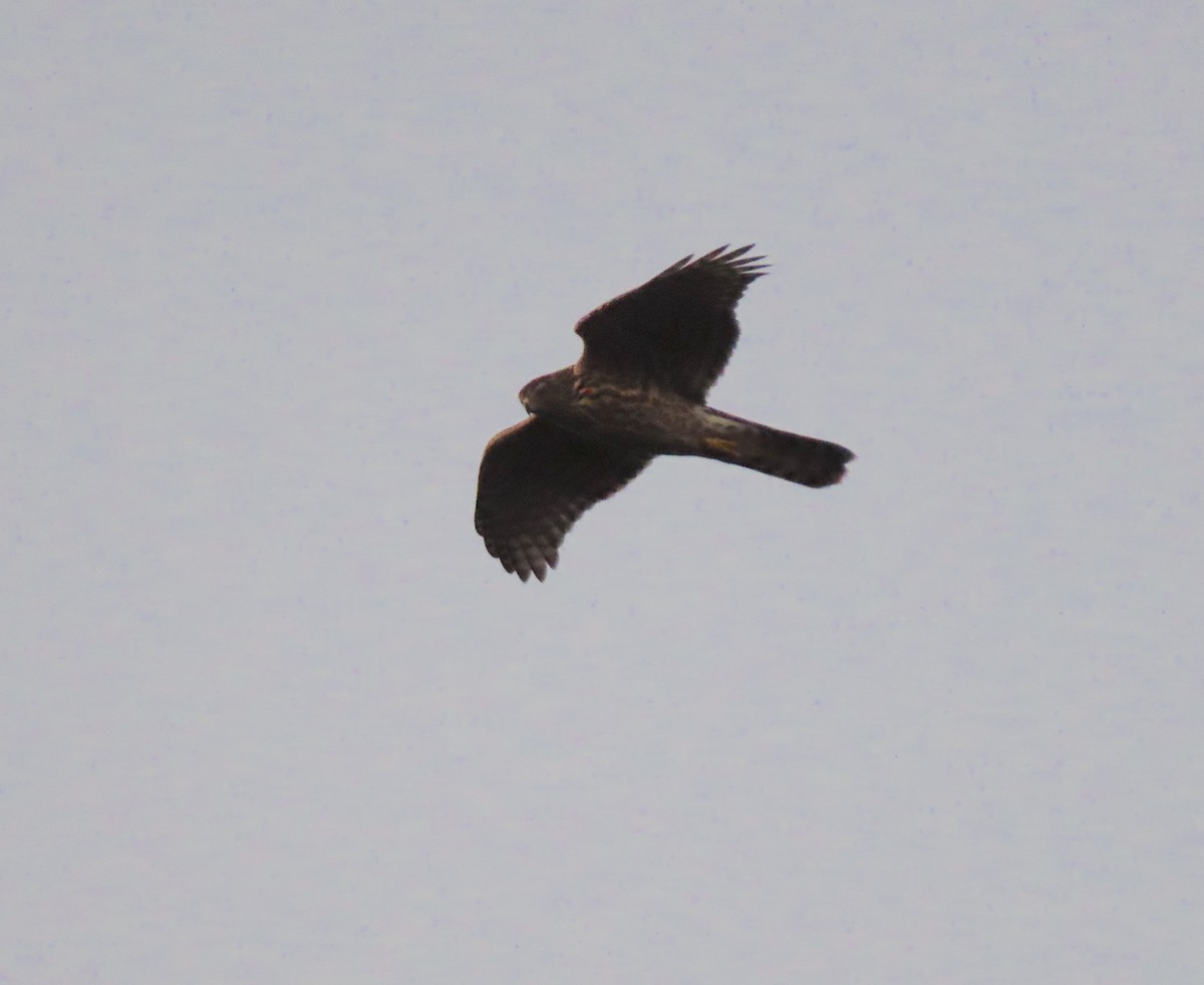 American Goshawk - ML642360165