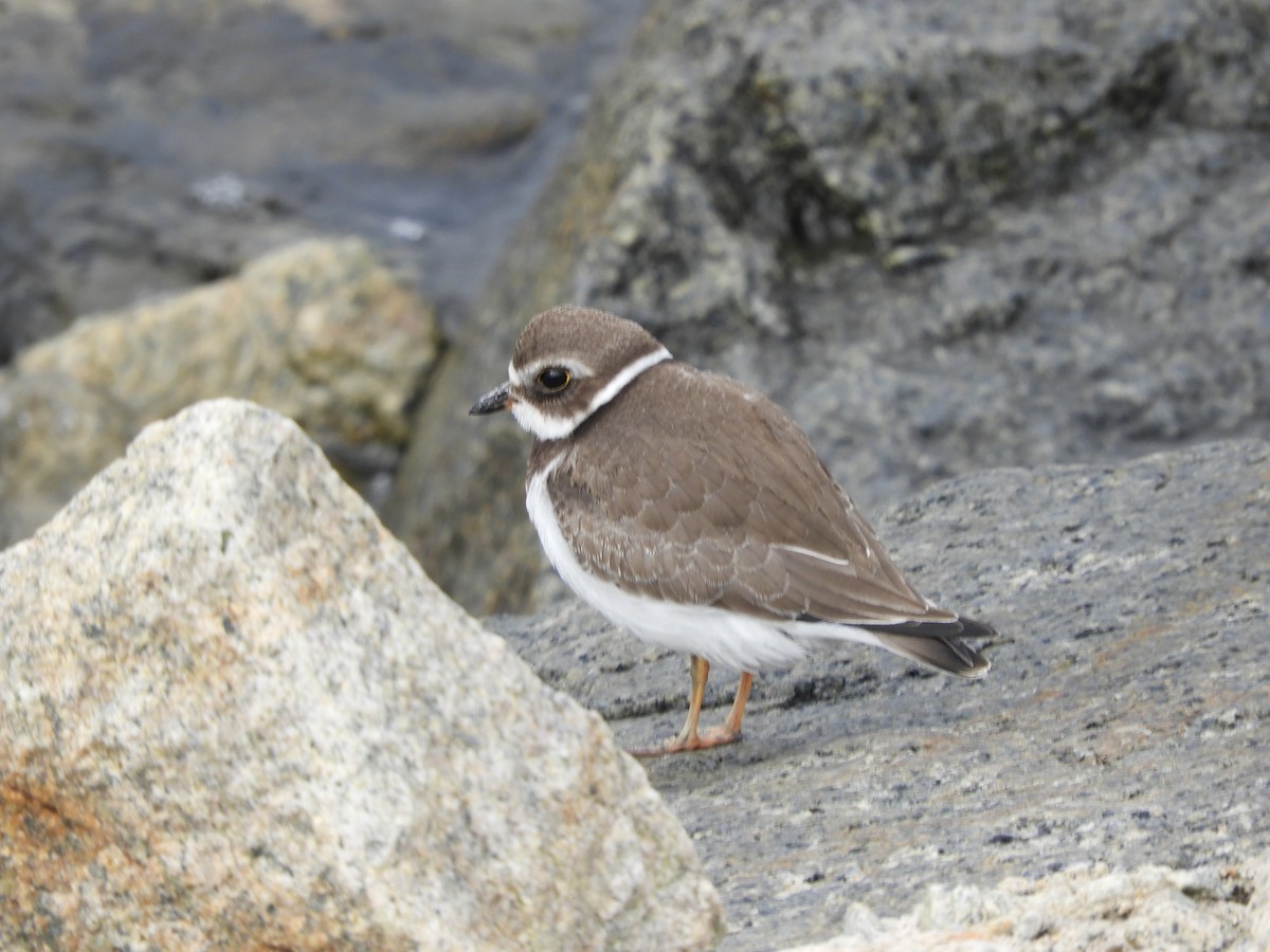 Semipalmated Plover - ML642360172