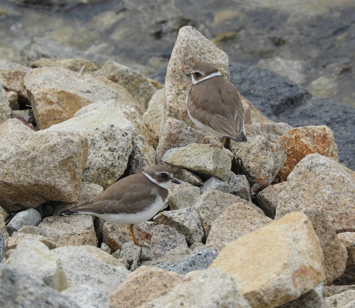 Semipalmated Plover - ML642360174