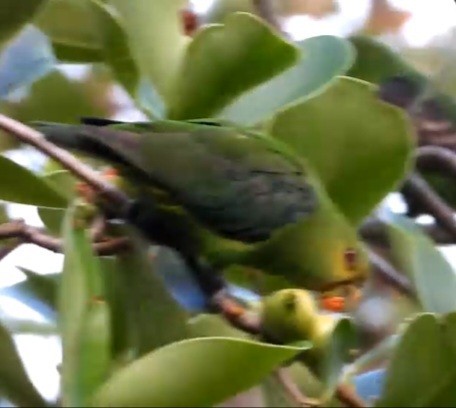 Spot-winged Parrotlet - ML642360204