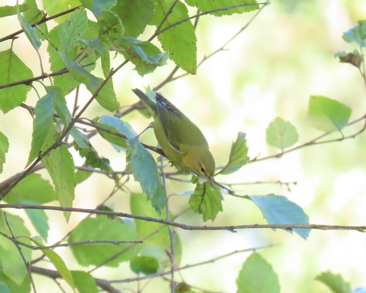 Tennessee Warbler - ML642360205