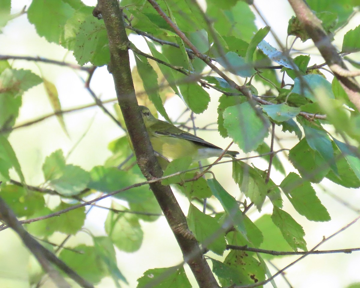 Tennessee Warbler - ML642360206