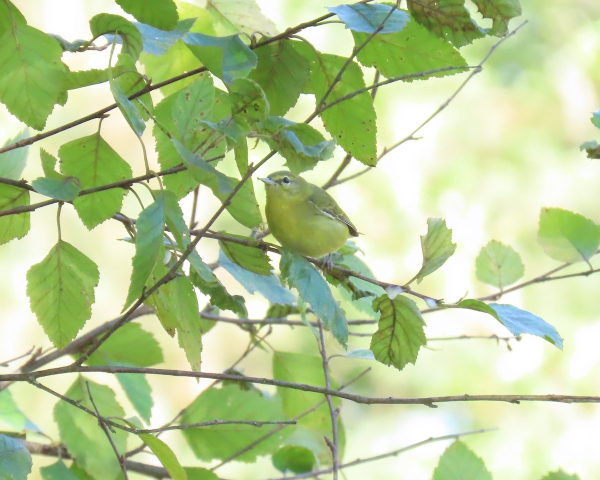Tennessee Warbler - ML642360207