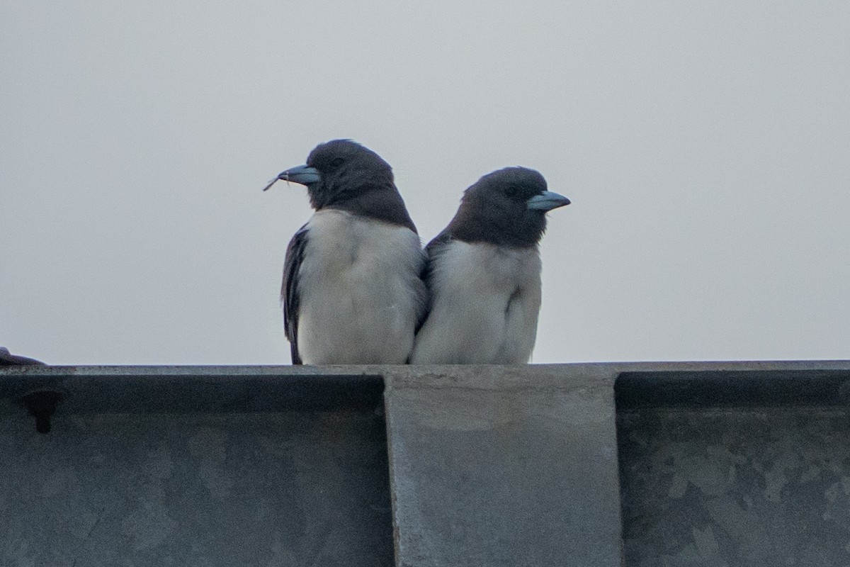 White-breasted Woodswallow - ML642360214