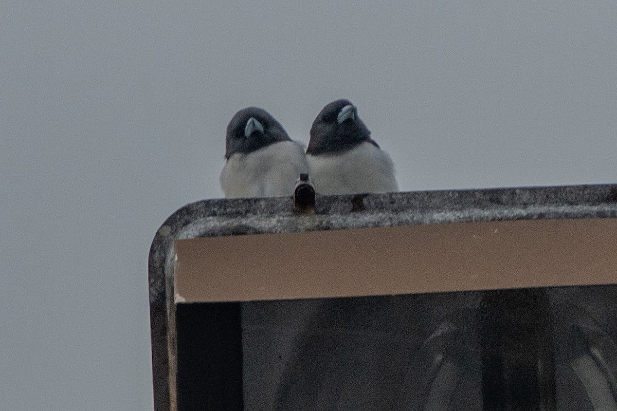 White-breasted Woodswallow - ML642360215