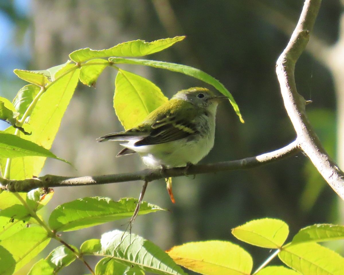 Chestnut-sided Warbler - ML642360216