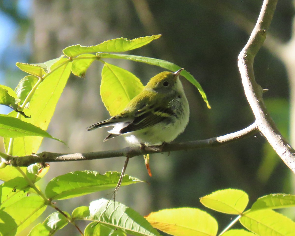 Chestnut-sided Warbler - ML642360217