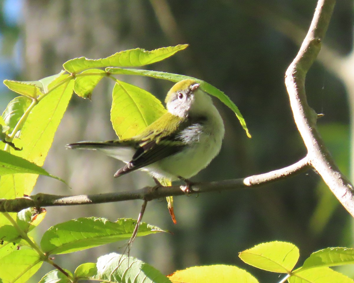 Chestnut-sided Warbler - ML642360218